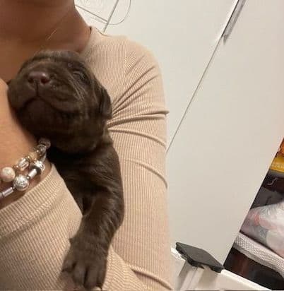 Labrador Retriever Puppies breeder image 10