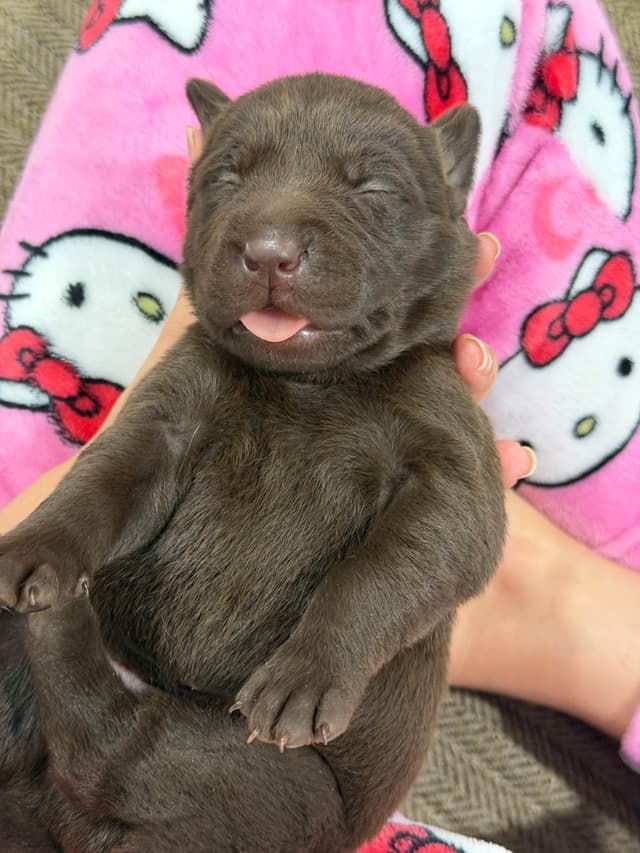 Labrador Retriever Puppies media 4