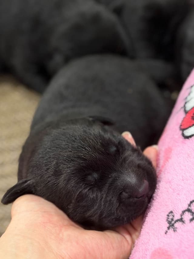 Labrador Retriever Puppies media 3