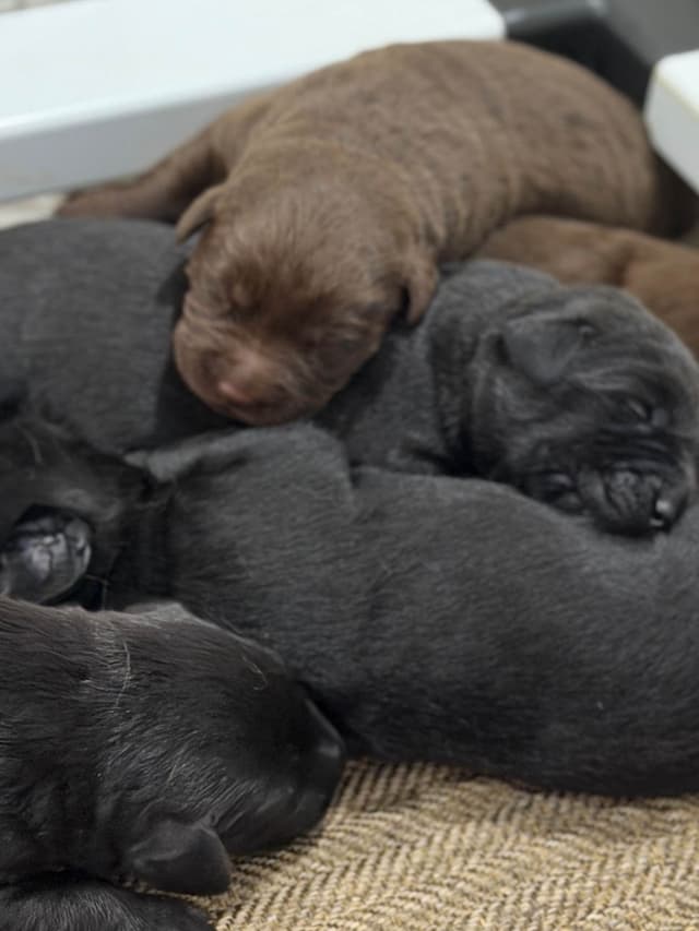 Labrador Retriever Puppies media 2