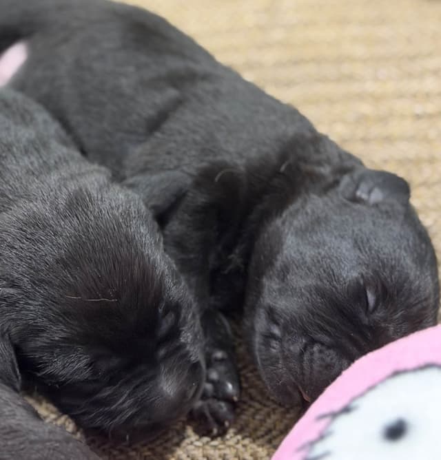 Labrador Retriever Puppies media 6