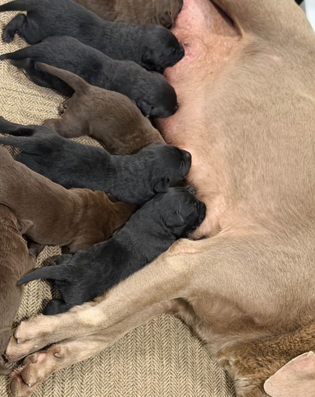 Labrador Retriever Puppies media 5