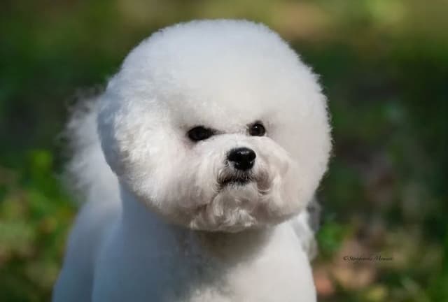 Bichon Frise Puppies media 2