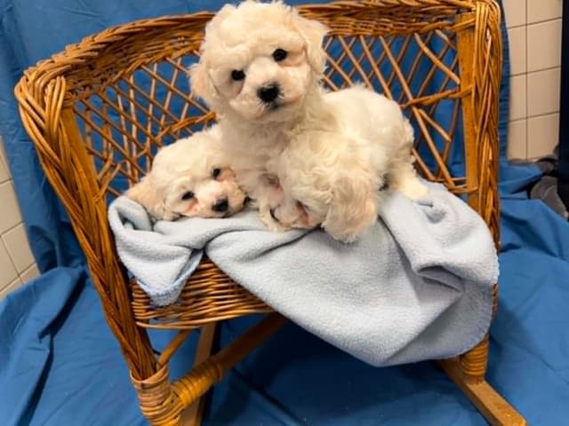 Bichon Frise Puppies media 3