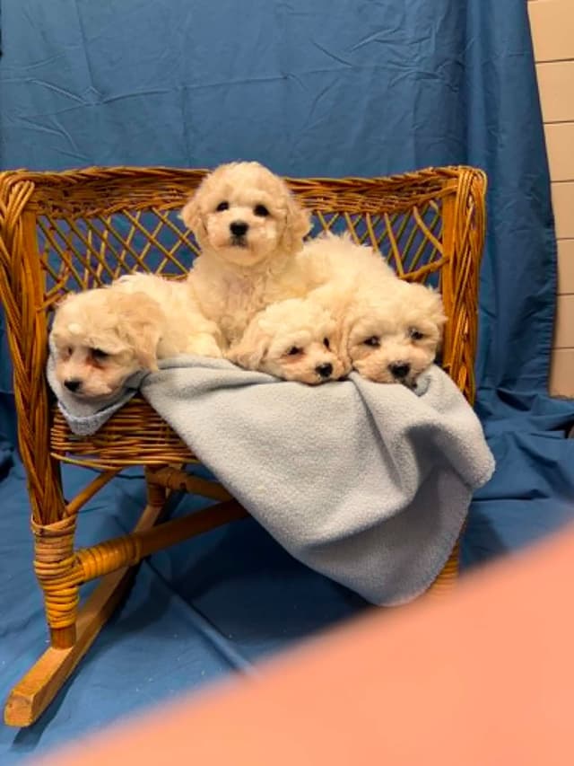 Bichon Frise Puppies media 5