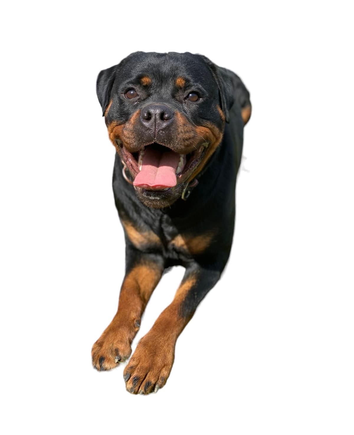 Rottweiler Puppies breeder image 2