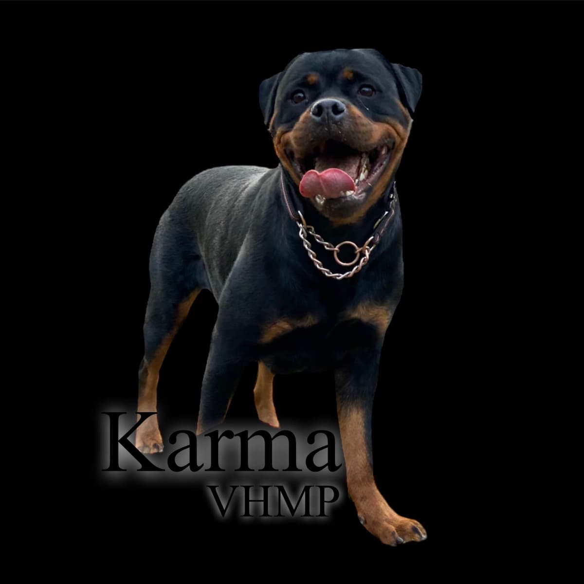 Rottweiler Puppies breeder image 3