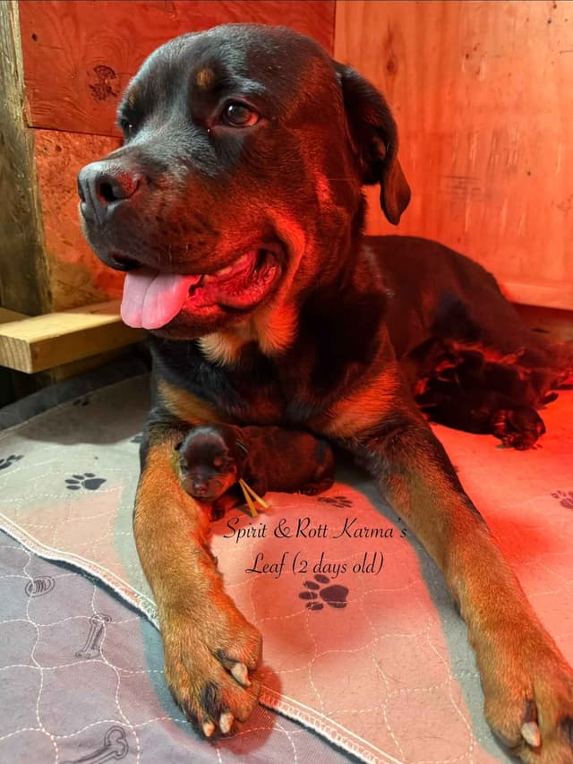 Rottweiler Puppies media 3
