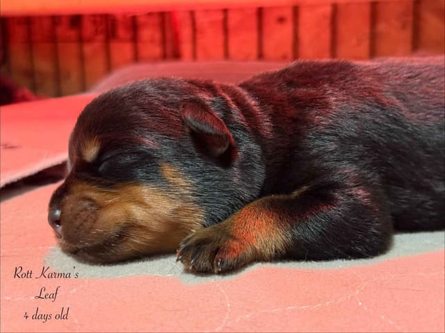Rottweiler Puppies media 4