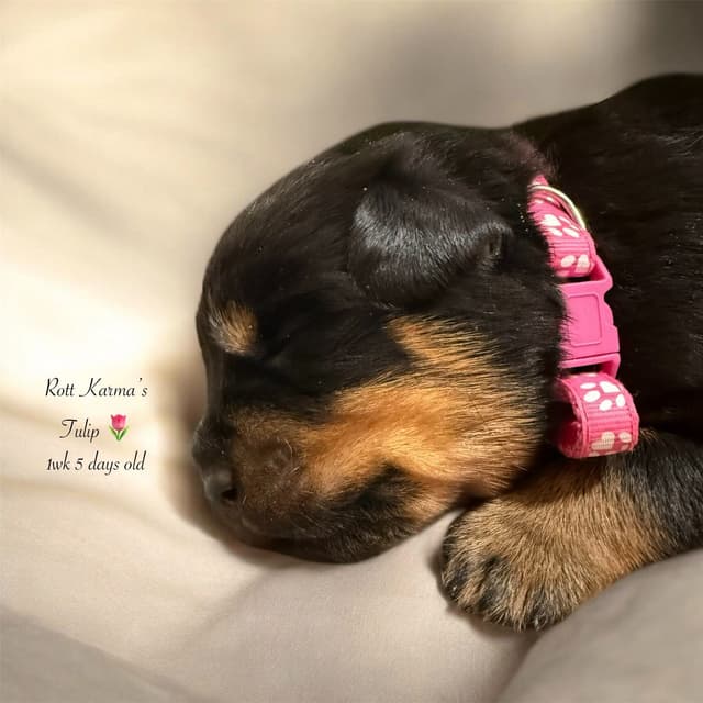 Rottweiler Puppies media 5