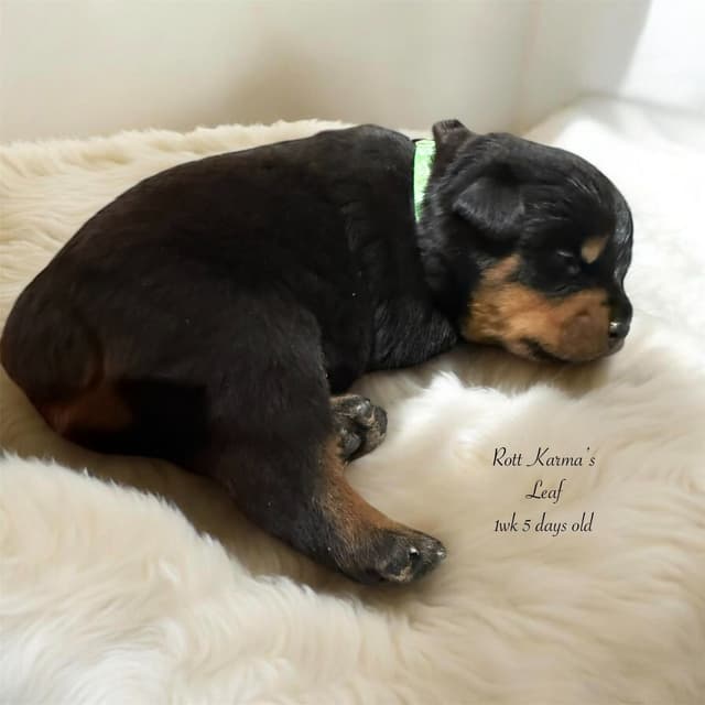 Rottweiler Puppies media 6
