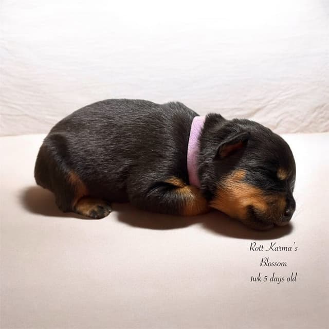 Rottweiler Puppies media 8