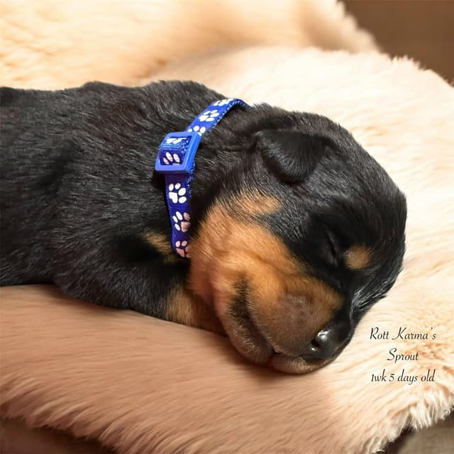 Rottweiler Puppies media 9