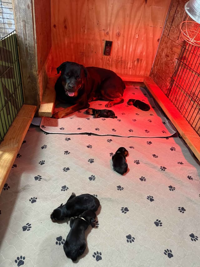 Rottweiler Puppies media 10