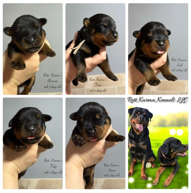 Rottweiler Puppies media 11