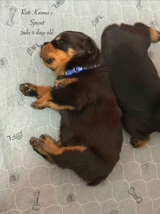 Rottweiler Puppies media 12