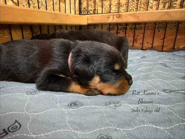 Rottweiler Puppies media 13