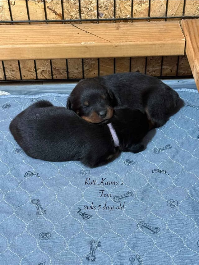 Rottweiler Puppies media 14
