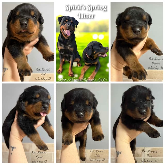 Rottweiler Puppies media 15