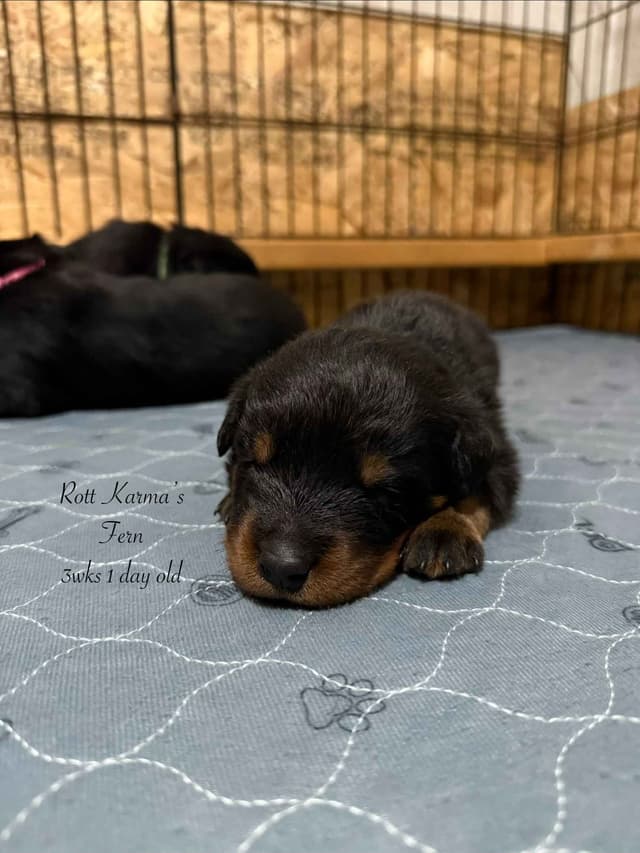 Rottweiler Puppies media 16