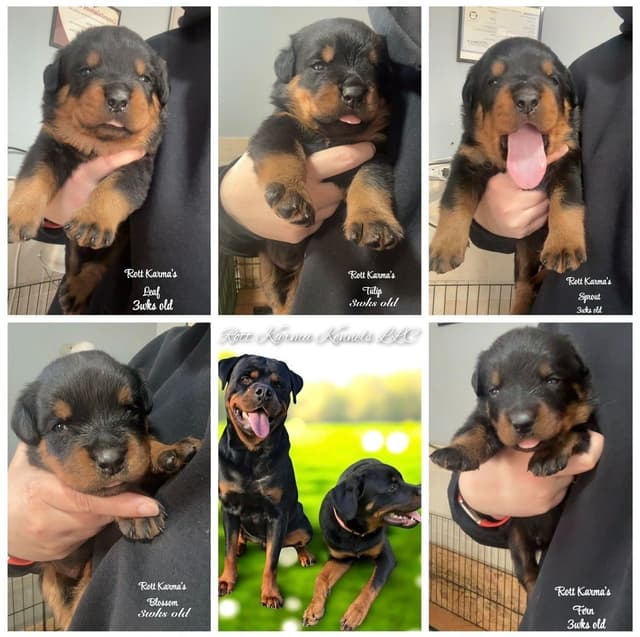 Rottweiler Puppies media 17
