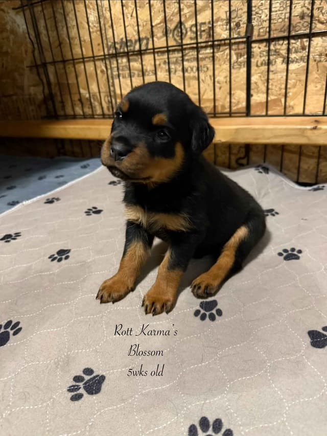 Rottweiler Puppies media 18