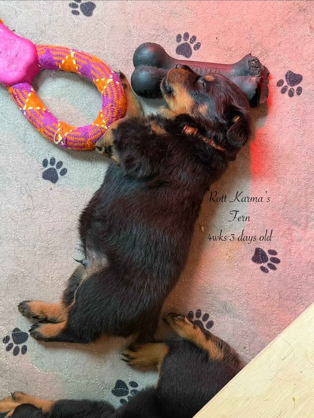 Rottweiler Puppies media 19