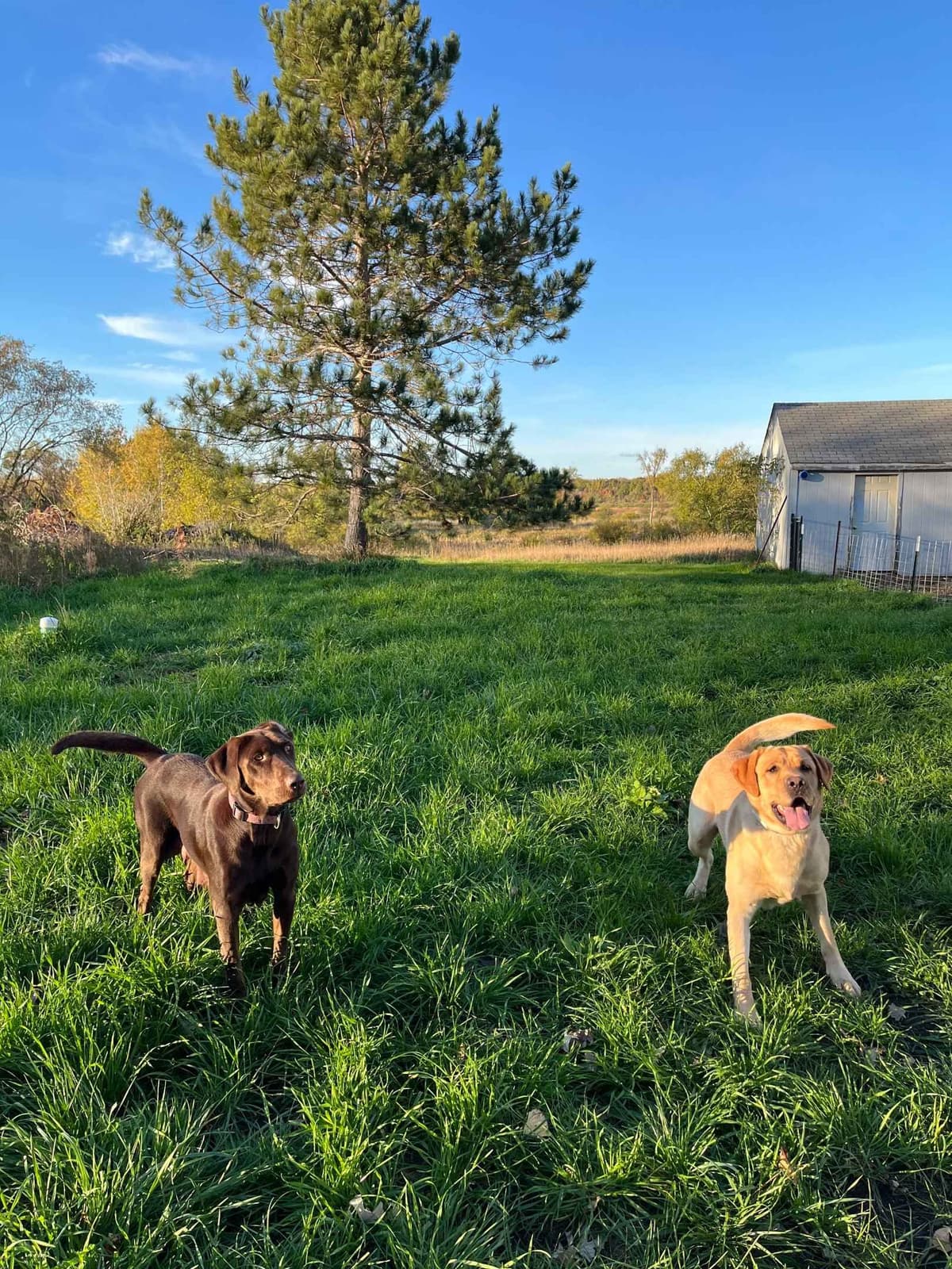 Labrador Retriever Puppies breeder image 1