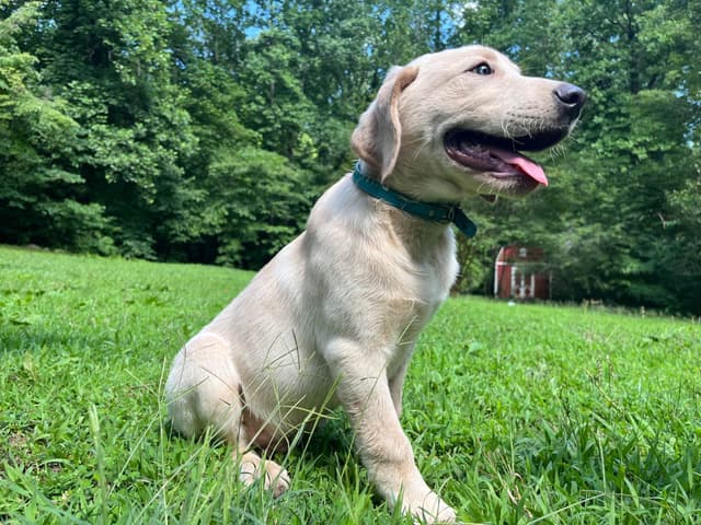 Labrador Retriever Puppies media 2