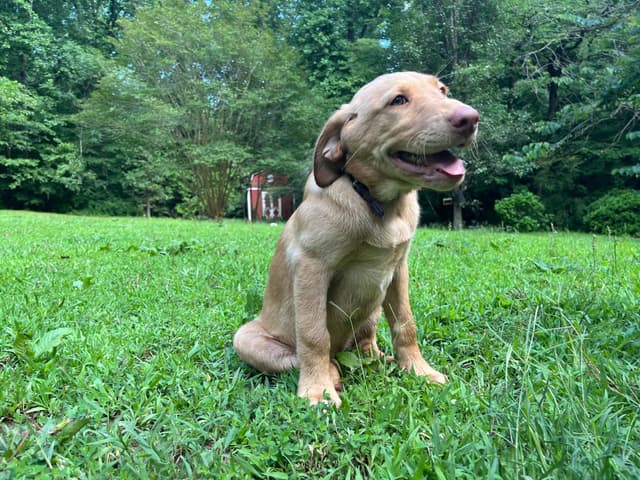 Labrador Retriever Puppies media 4