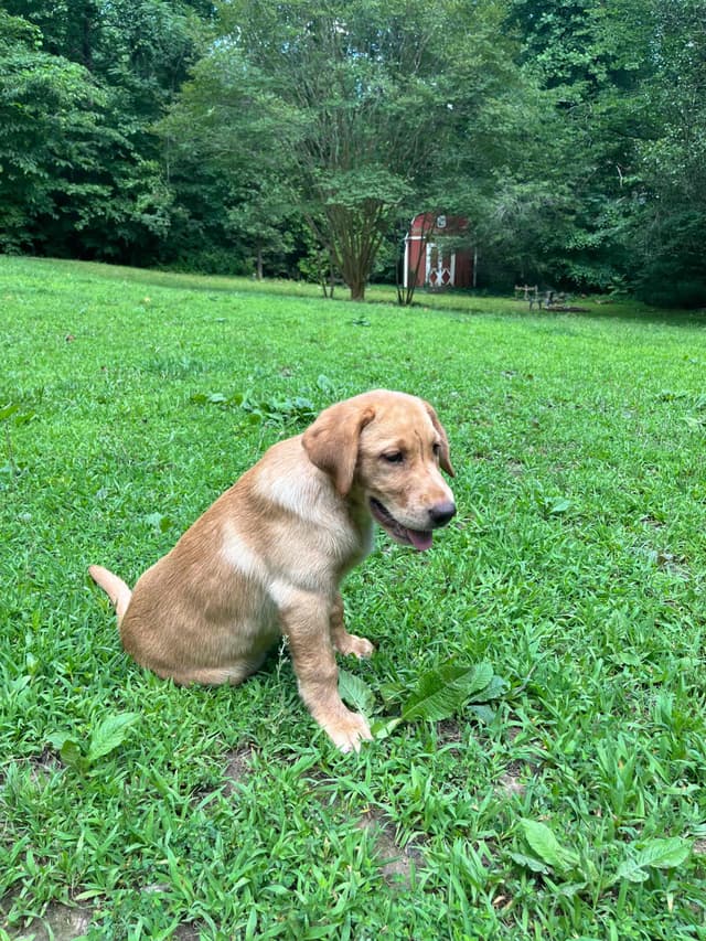 Labrador Retriever Puppies media 5