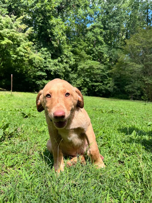 Labrador Retriever Puppies media 6