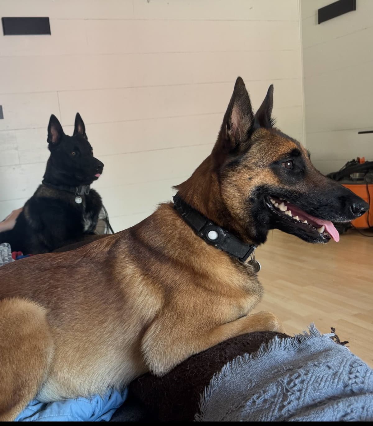 Just look at these cuties!!! Belgian Malinois Puppies. breeder image 1