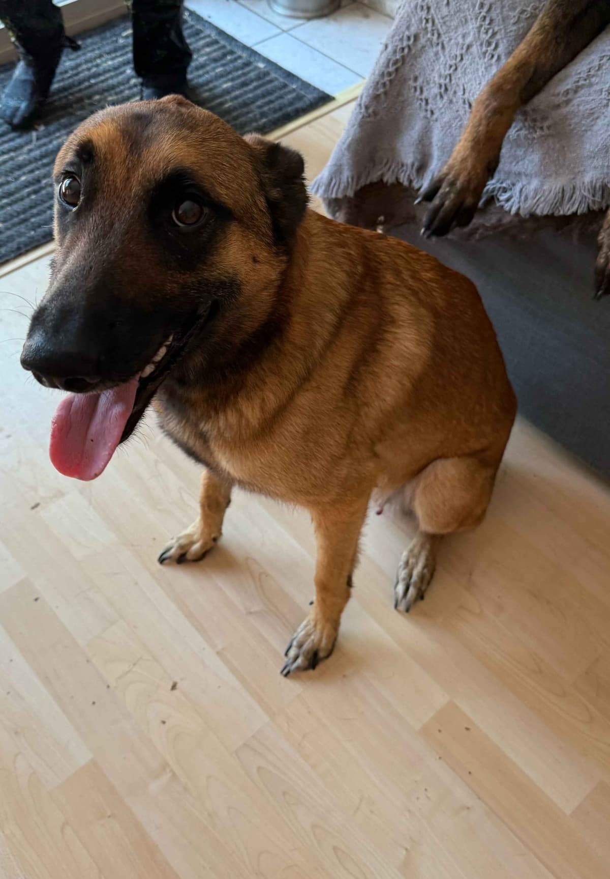 Just look at these cuties!!! Belgian Malinois Puppies. breeder image 2