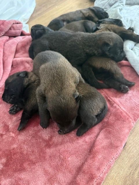 Just look at these cuties!!! Belgian Malinois Puppies. breeder image 4