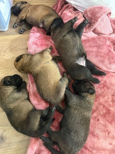 Just look at these cuties!!! Belgian Malinois Puppies. breeder image 5