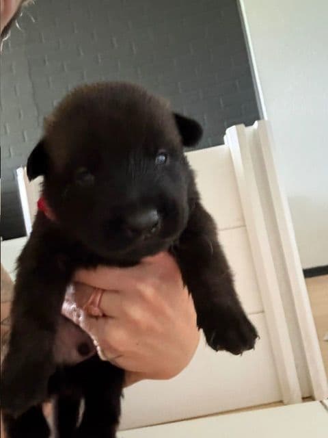 Just look at these cuties!!! Belgian Malinois Puppies. media 2
