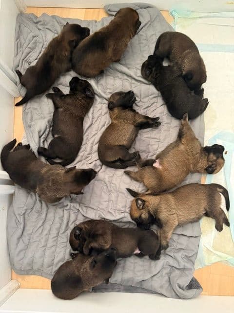 Just look at these cuties!!! Belgian Malinois Puppies. media 4