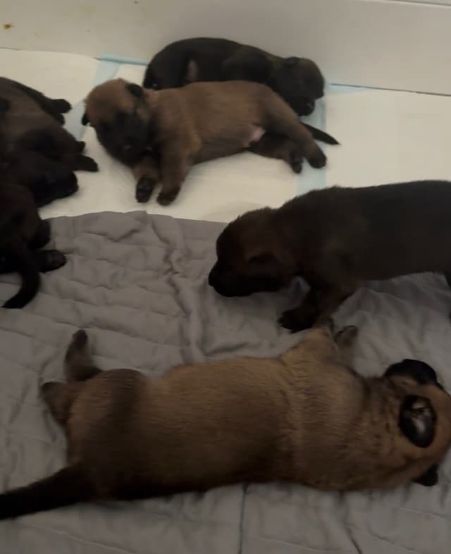 Just look at these cuties!!! Belgian Malinois Puppies. media 5