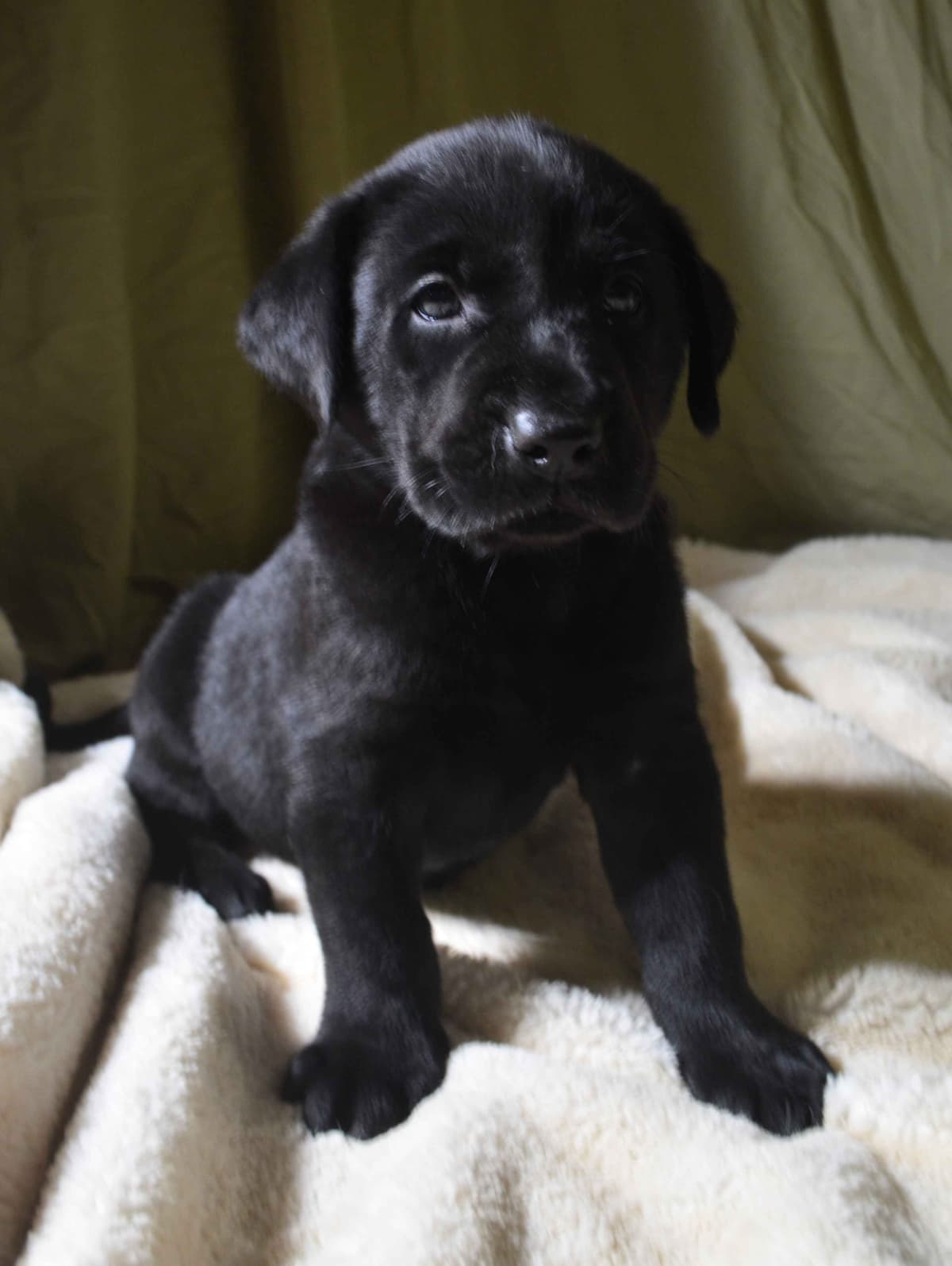 Labrador Retriever Puppies breeder image 17