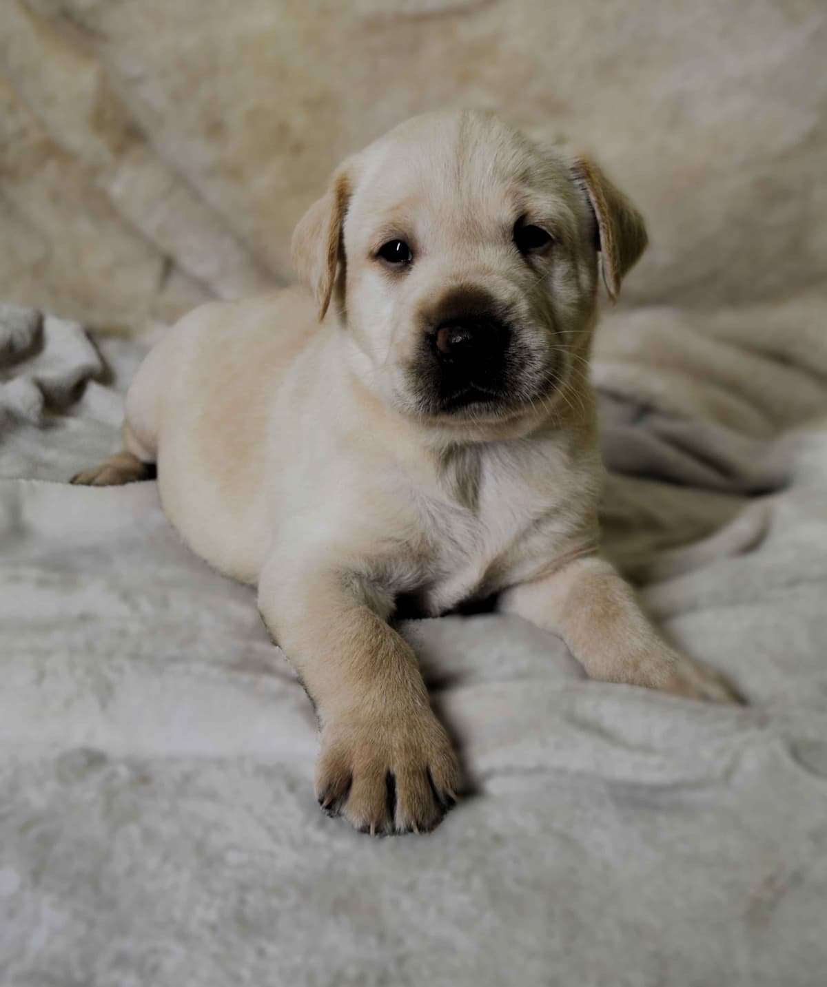 Labrador Retriever Puppies breeder image 20