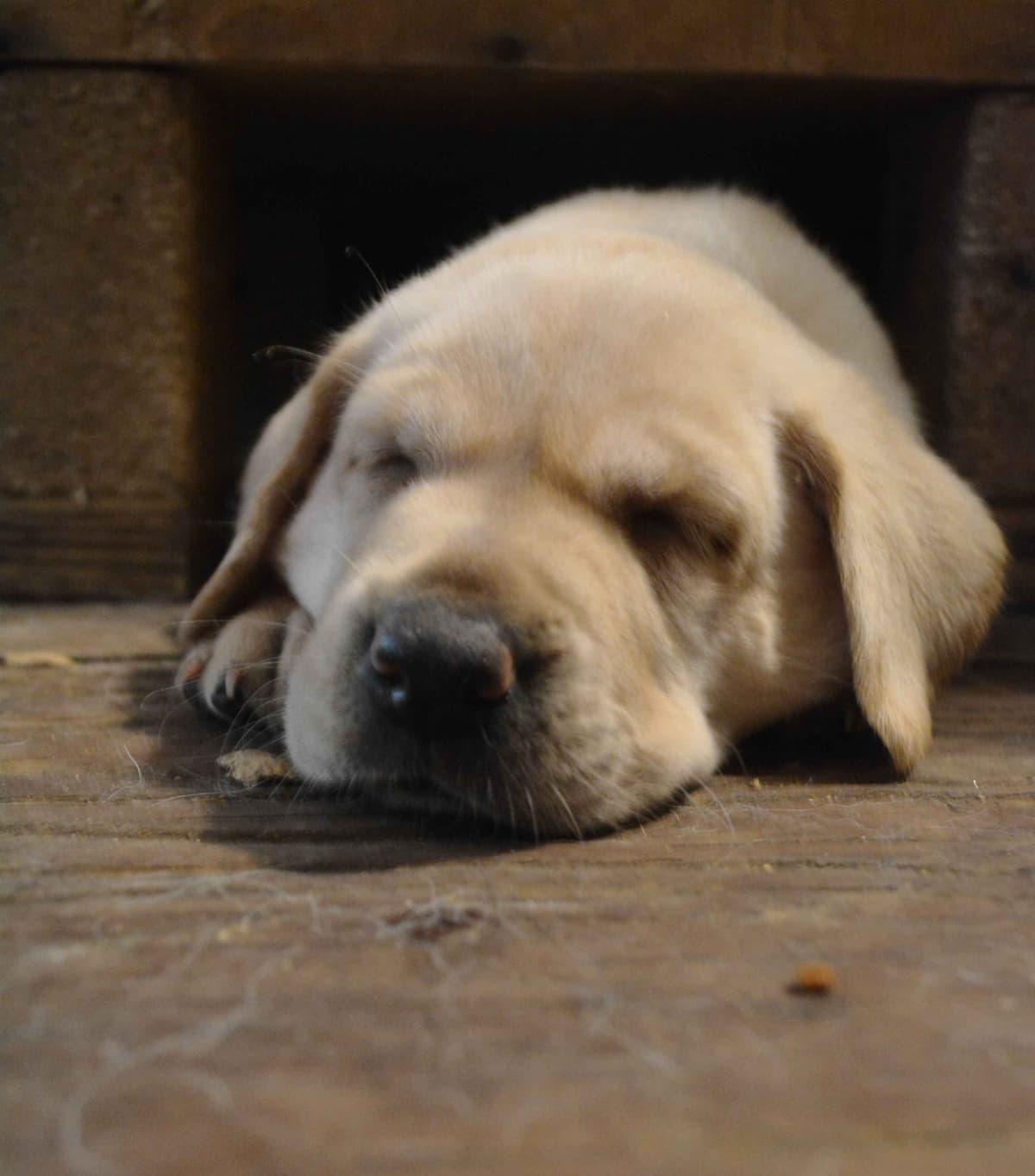 Labrador Retriever Puppies breeder image 21