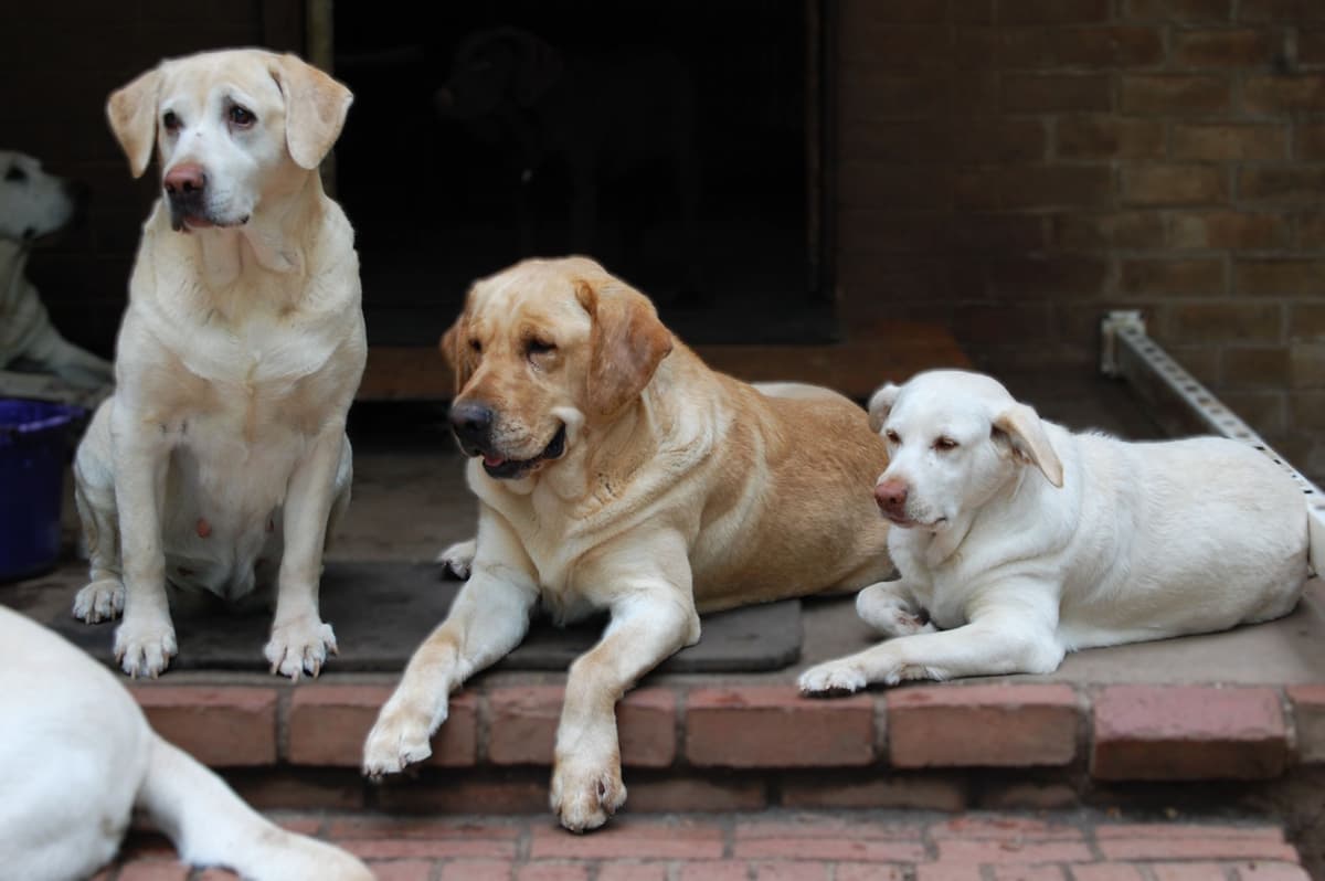 Labrador Retriever Puppies breeder image 22