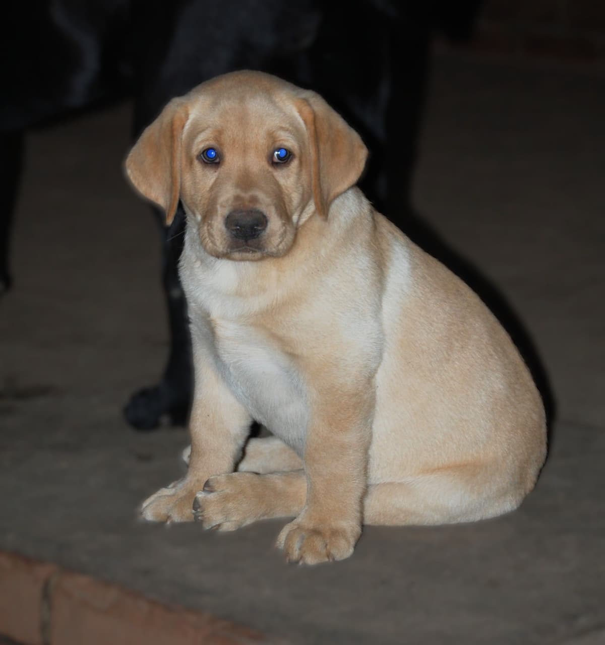 Labrador Retriever Puppies breeder image 23