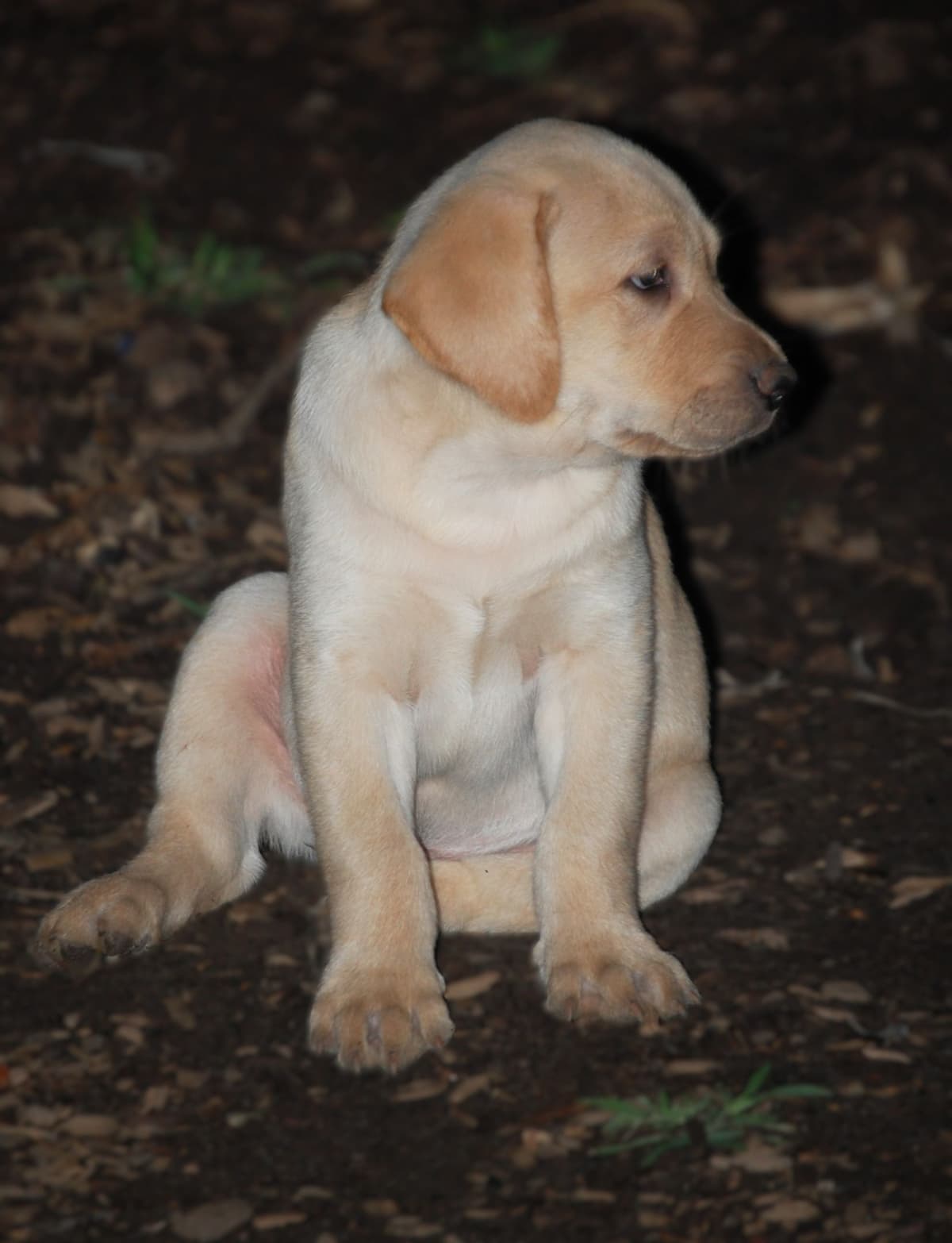 Labrador Retriever Puppies breeder image 24