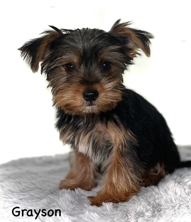 Yorkshire Terrier Puppies media 2