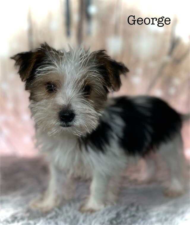 Yorkshire Terrier Puppies media 3