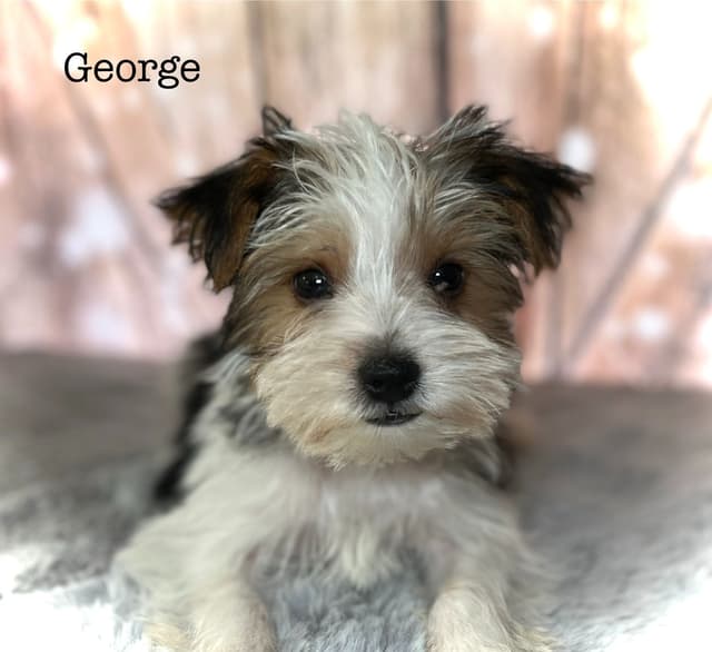 Yorkshire Terrier Puppies media 4