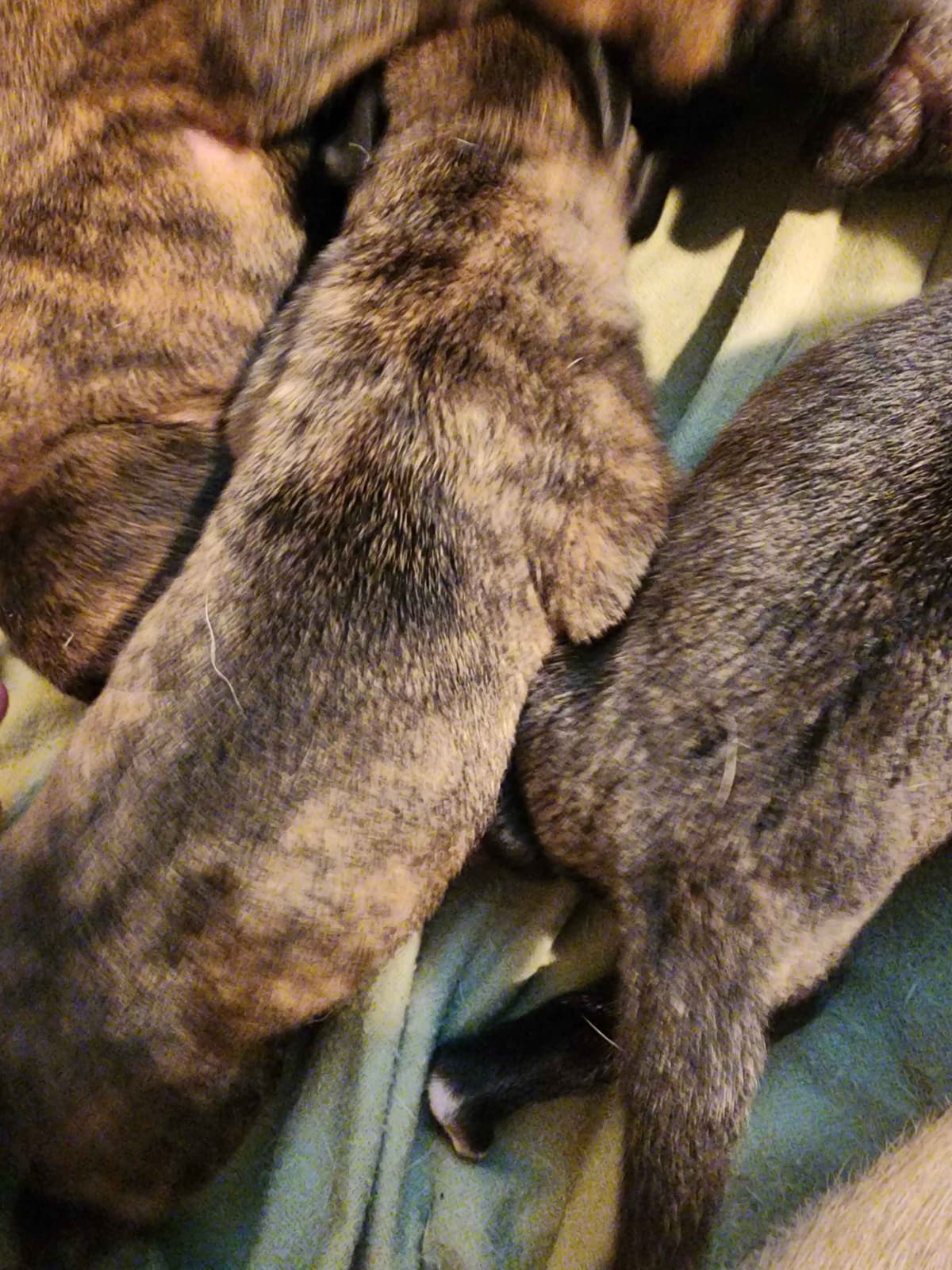 English Mastiff Puppies breeder image 3