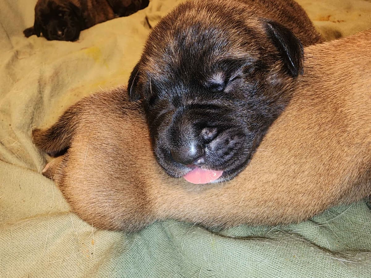 English Mastiff Puppies breeder image 2